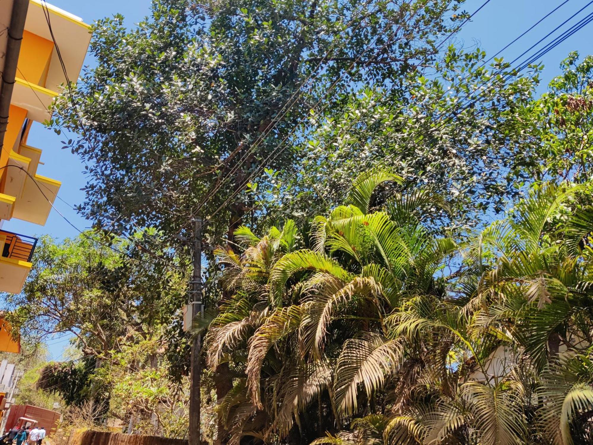 Sai Guru Guest House Anjuna Exteriör bild